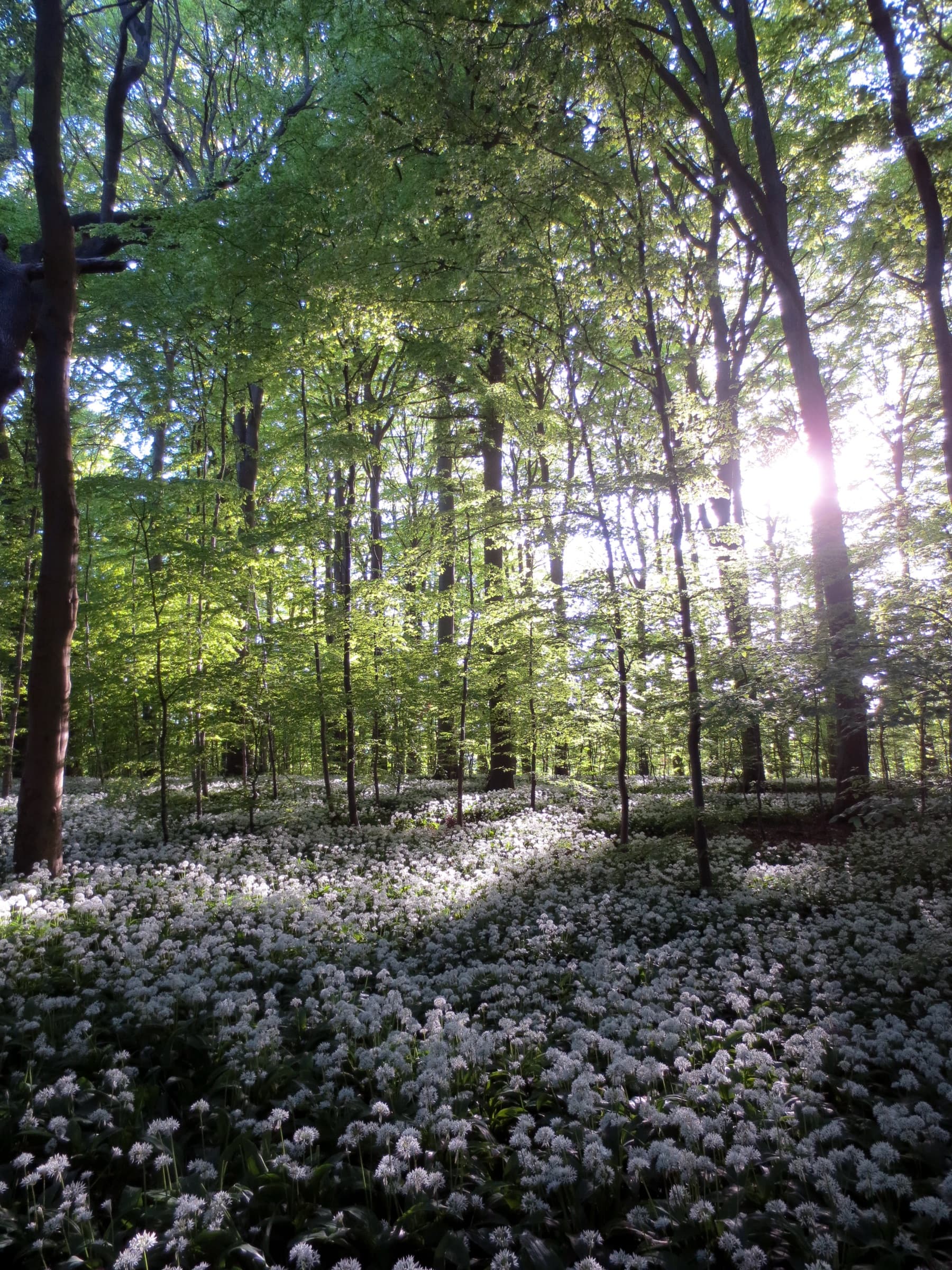 Things to Do in Aarhus: A Local’s Field Guide
